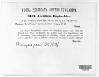 Endophyllum euphorbiae-sylvaticae image